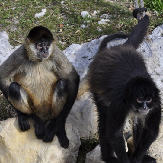 Monkey Island